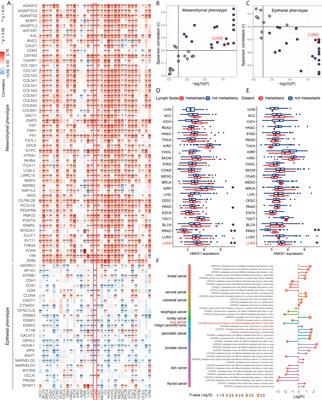 HMOX1 promotes lung adenocarcinoma metastasis by affecting macrophages and mitochondrion complexes